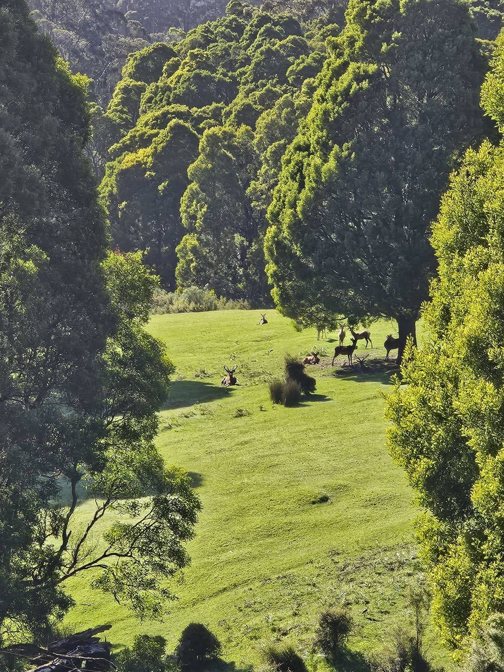 4355 Grand Ridge Road, Grand Ridge, VIC 3870