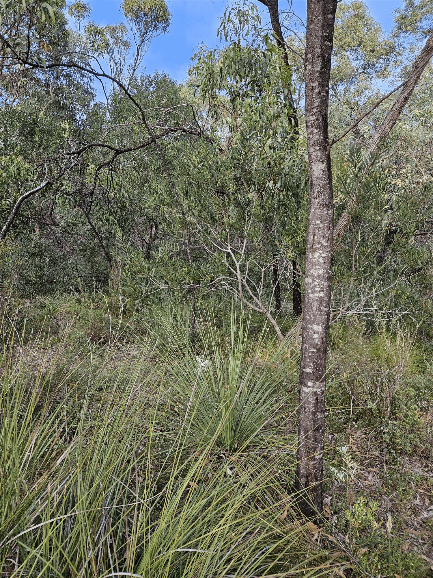 Lot 636 Thomas Road, AVENUE RANGE, SA 5273
