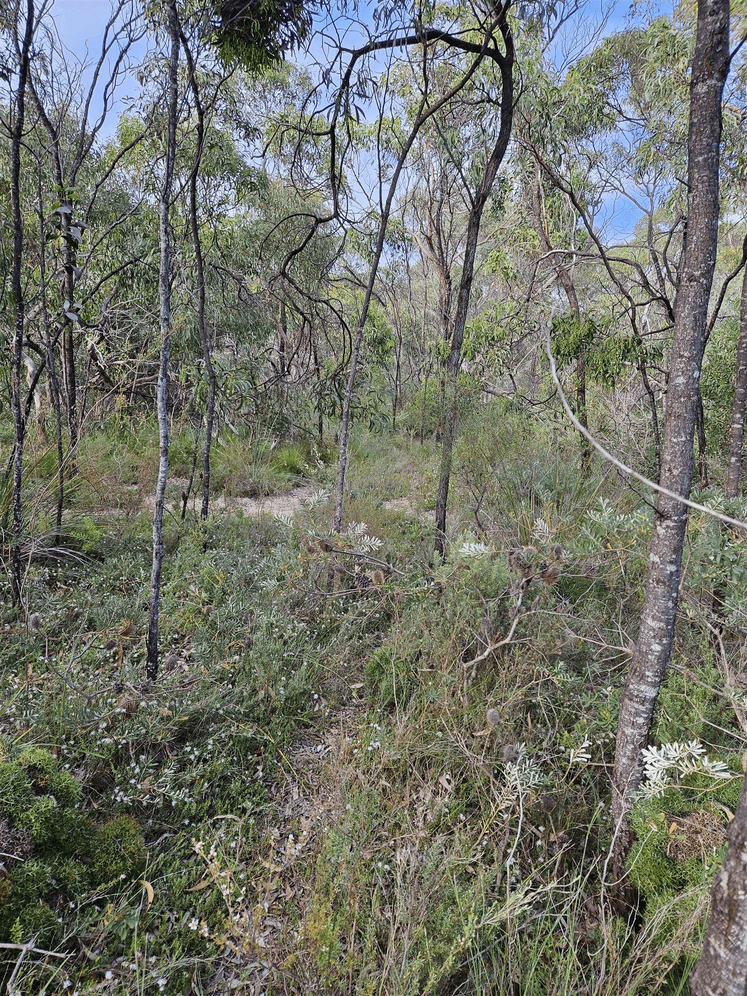 Lot 636 Thomas Road, AVENUE RANGE, SA 5273