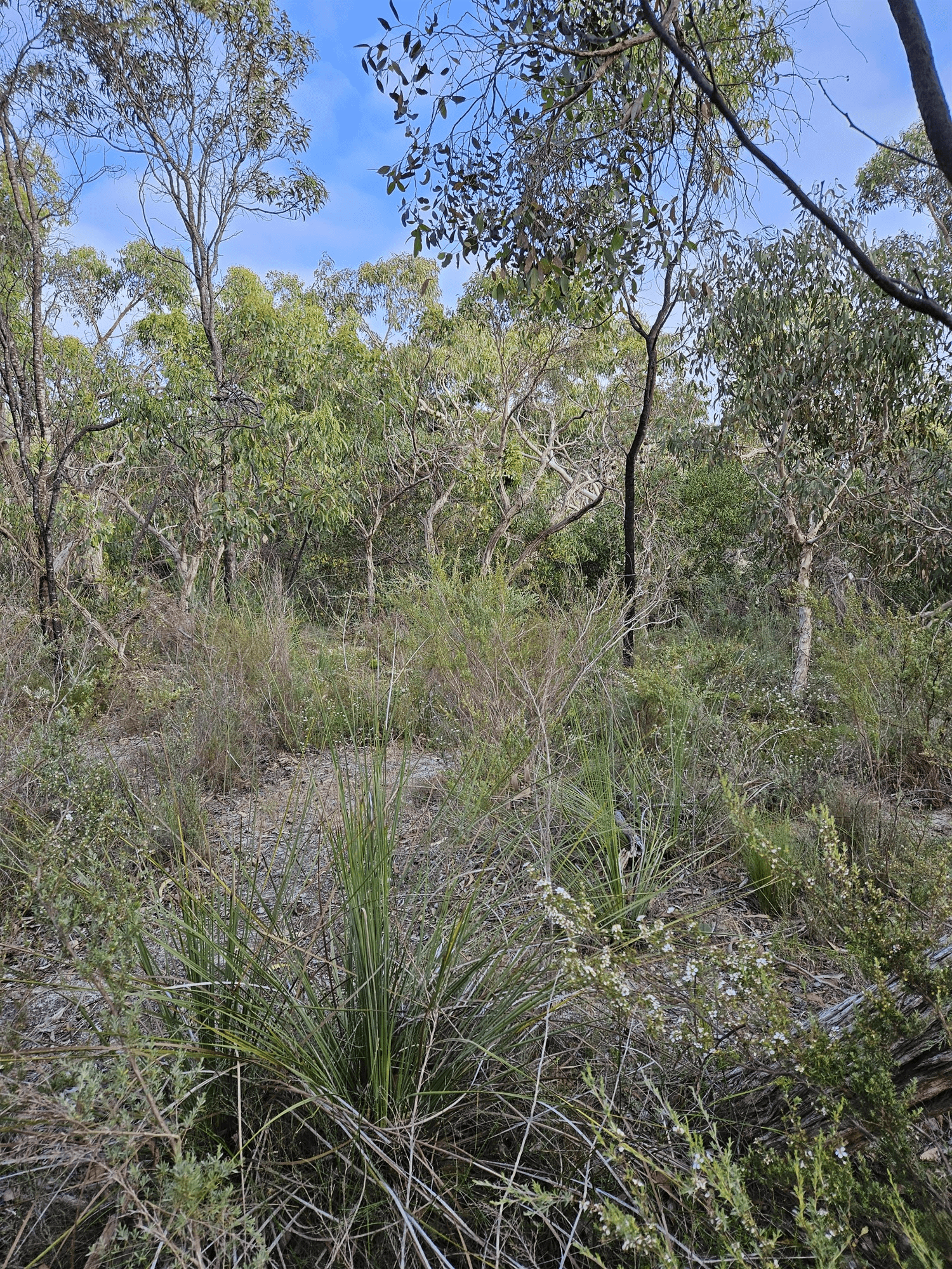 Lot 636 Thomas Road, AVENUE RANGE, SA 5273