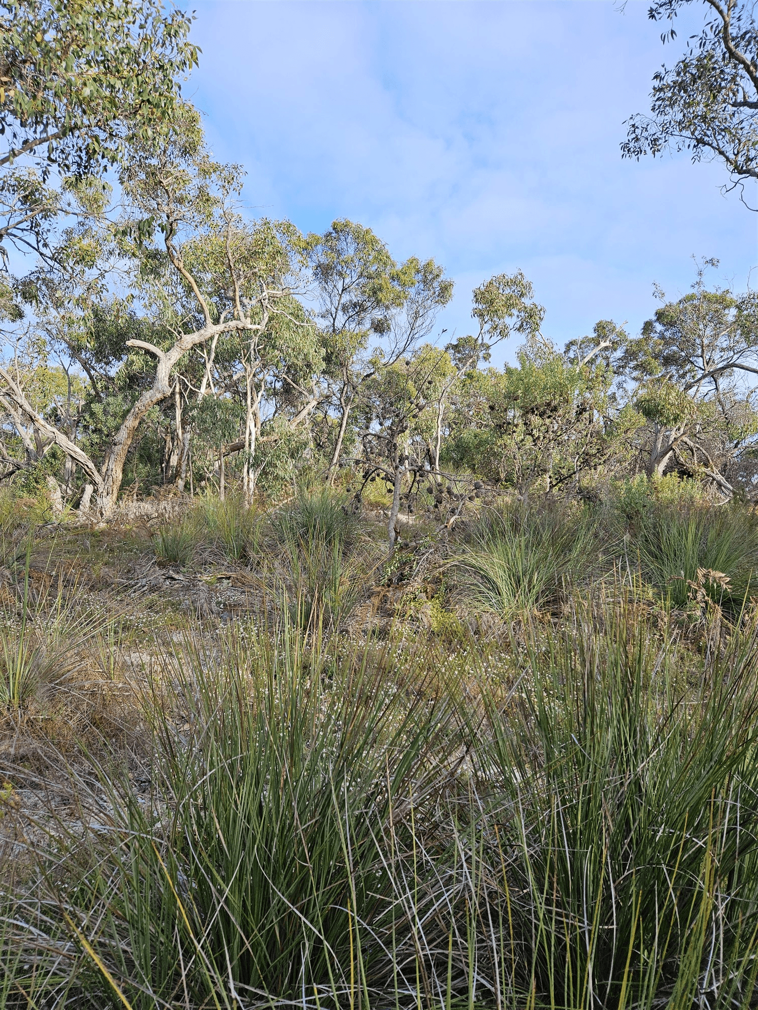 Lot 636 Thomas Road, AVENUE RANGE, SA 5273