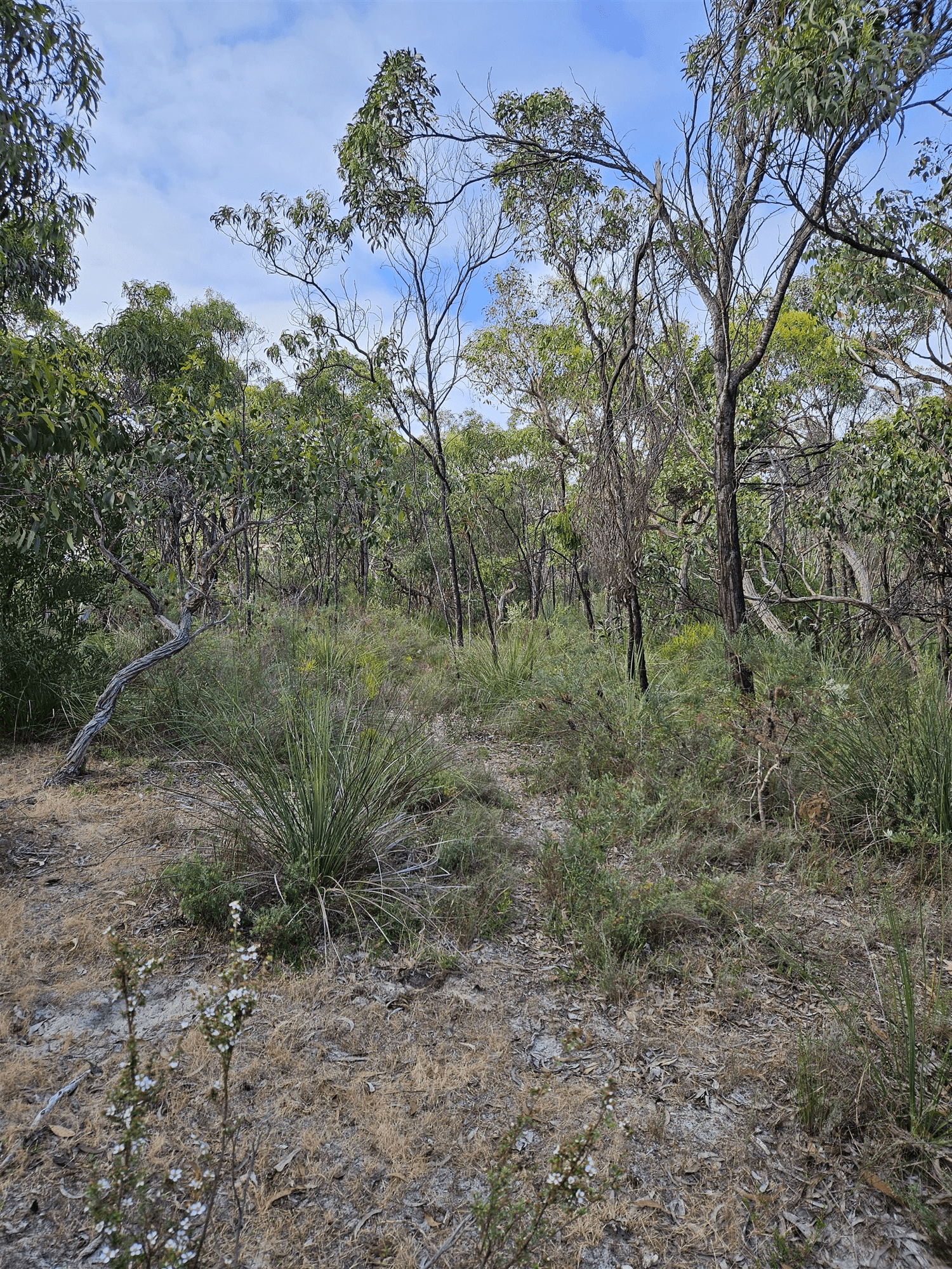 Lot 636 Thomas Road, AVENUE RANGE, SA 5273