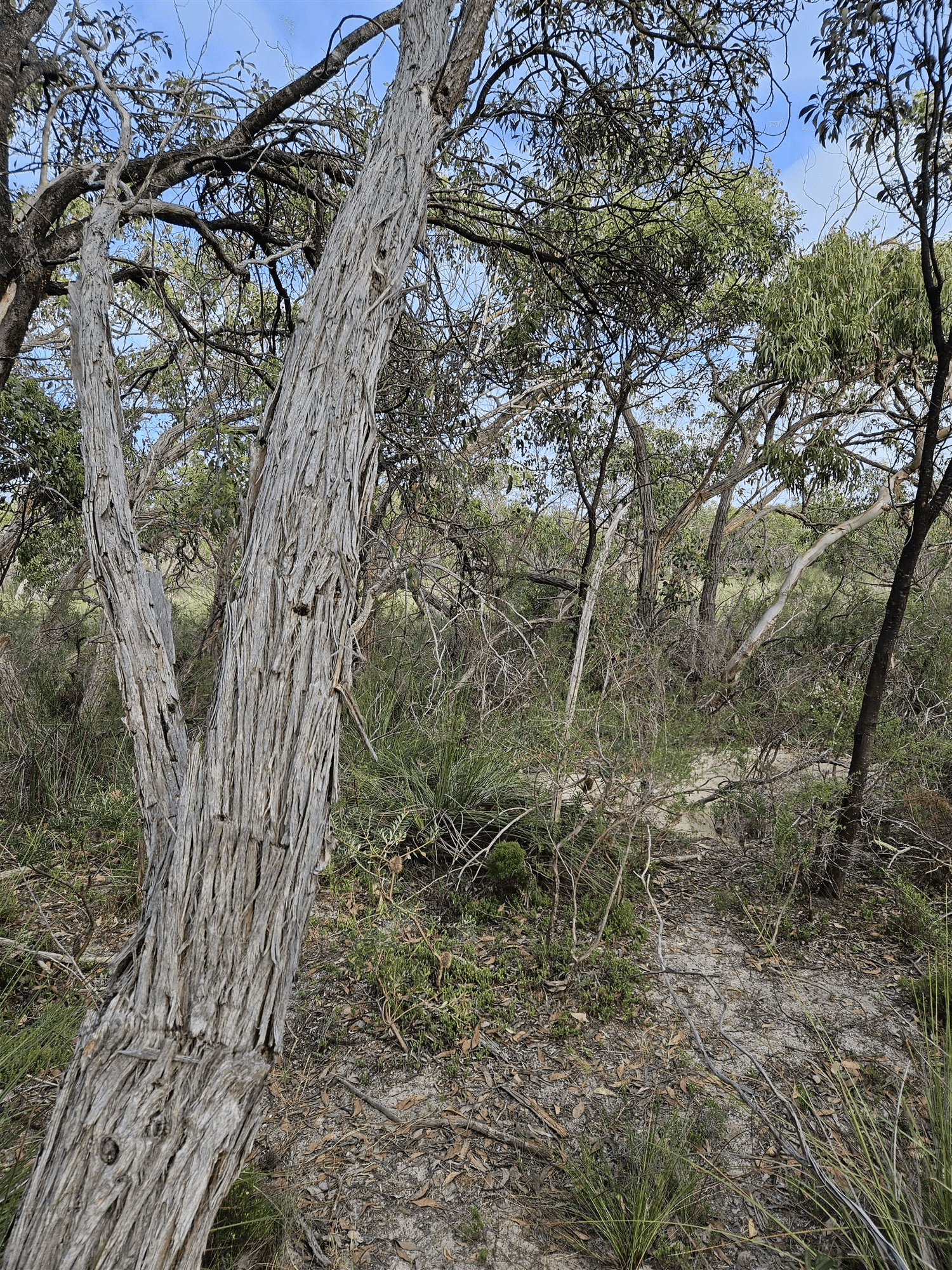Lot 636 Thomas Road, AVENUE RANGE, SA 5273