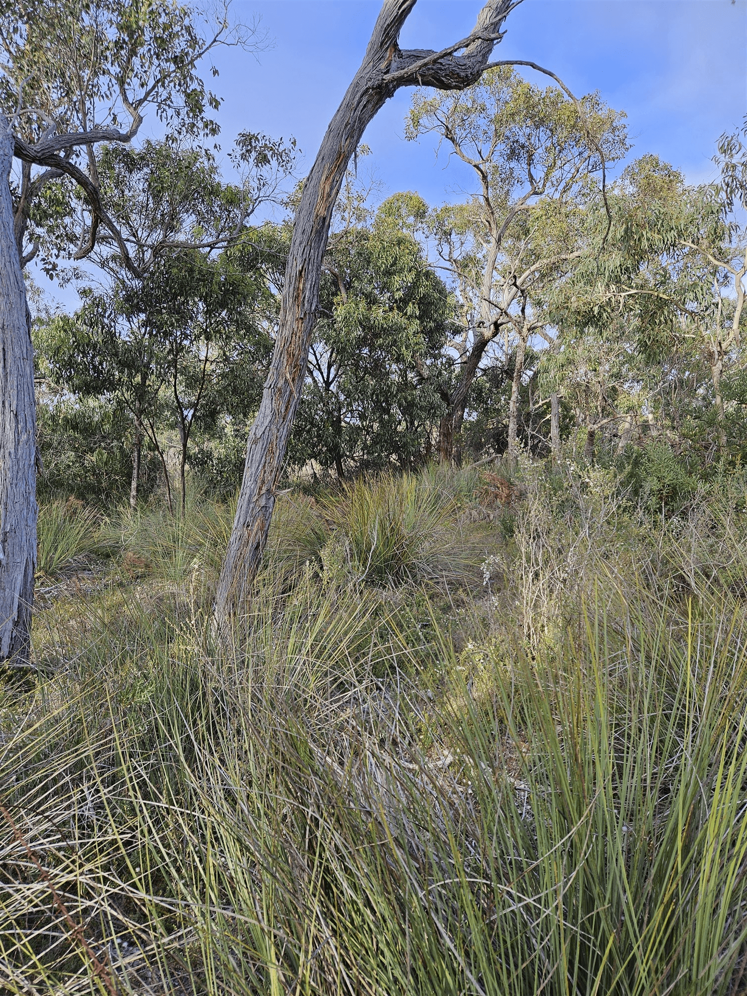 Lot 636 Thomas Road, AVENUE RANGE, SA 5273