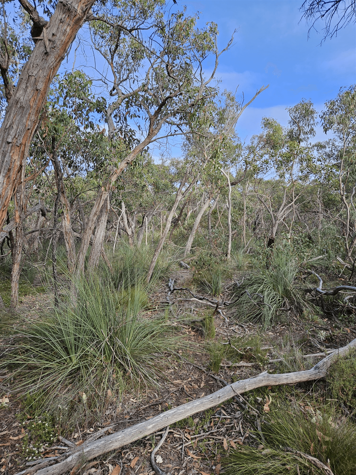 Lot 636 Thomas Road, AVENUE RANGE, SA 5273