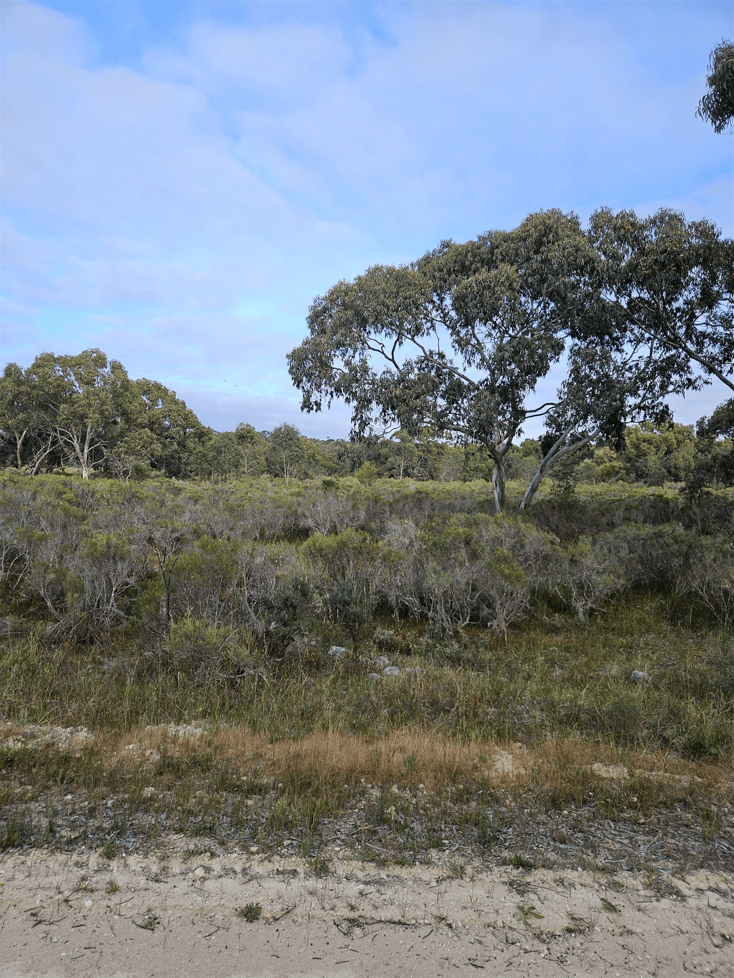 Lot 636 Thomas Road, AVENUE RANGE, SA 5273