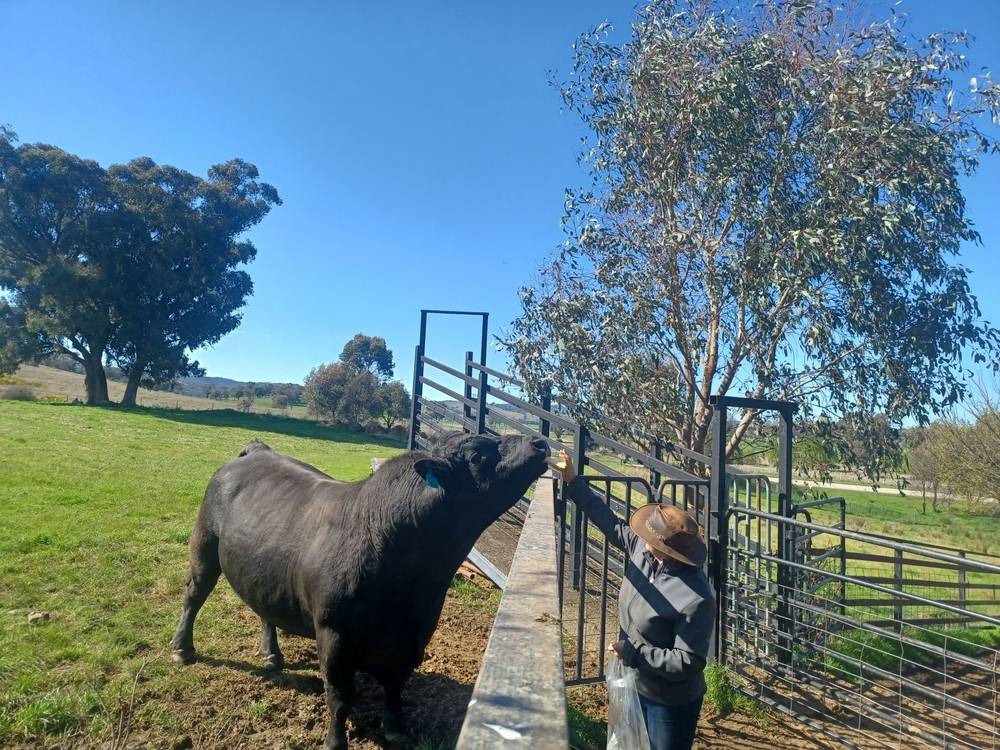 3924 Hume Highway, Tarcutta, NSW 2652