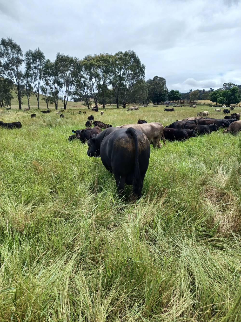 3924 Hume Highway, Tarcutta, NSW 2652