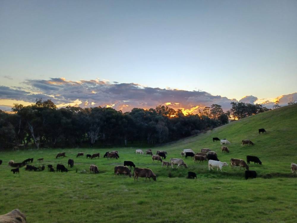 3924 Hume Highway, Tarcutta, NSW 2652