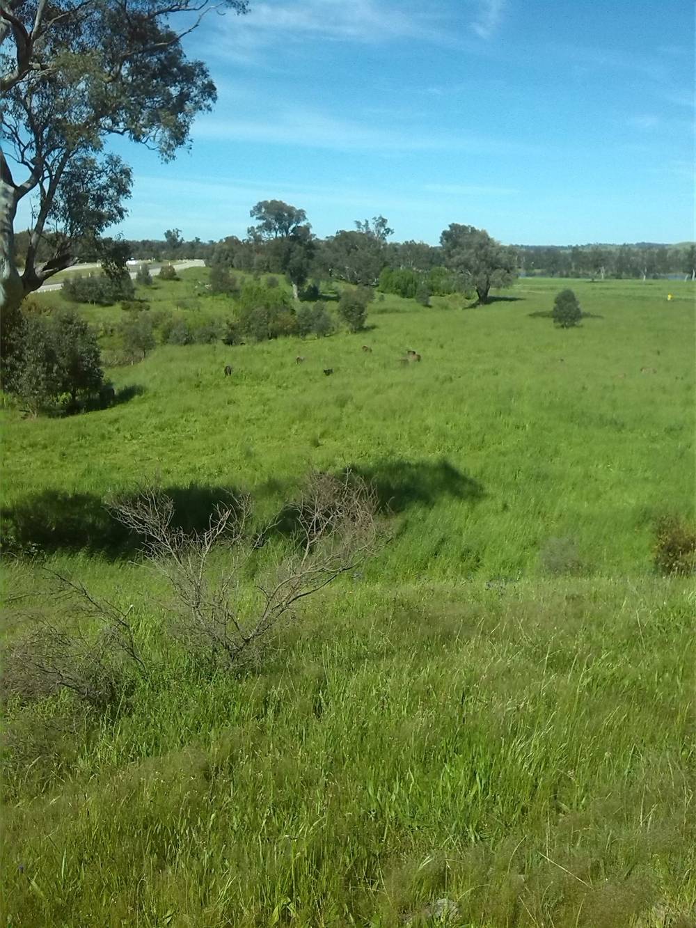 3924 Hume Highway, Tarcutta, NSW 2652