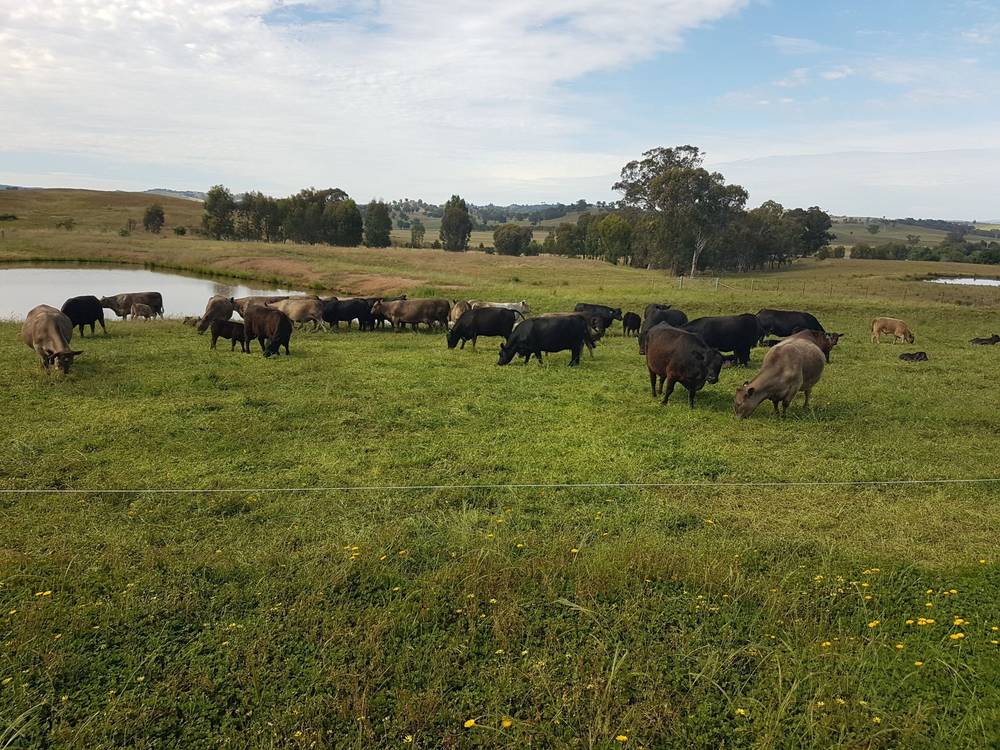 3924 Hume Highway, Tarcutta, NSW 2652