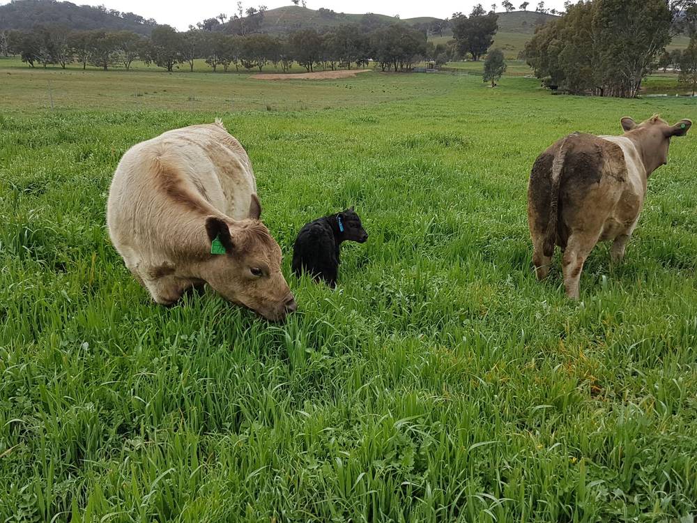 3924 Hume Highway, Tarcutta, NSW 2652