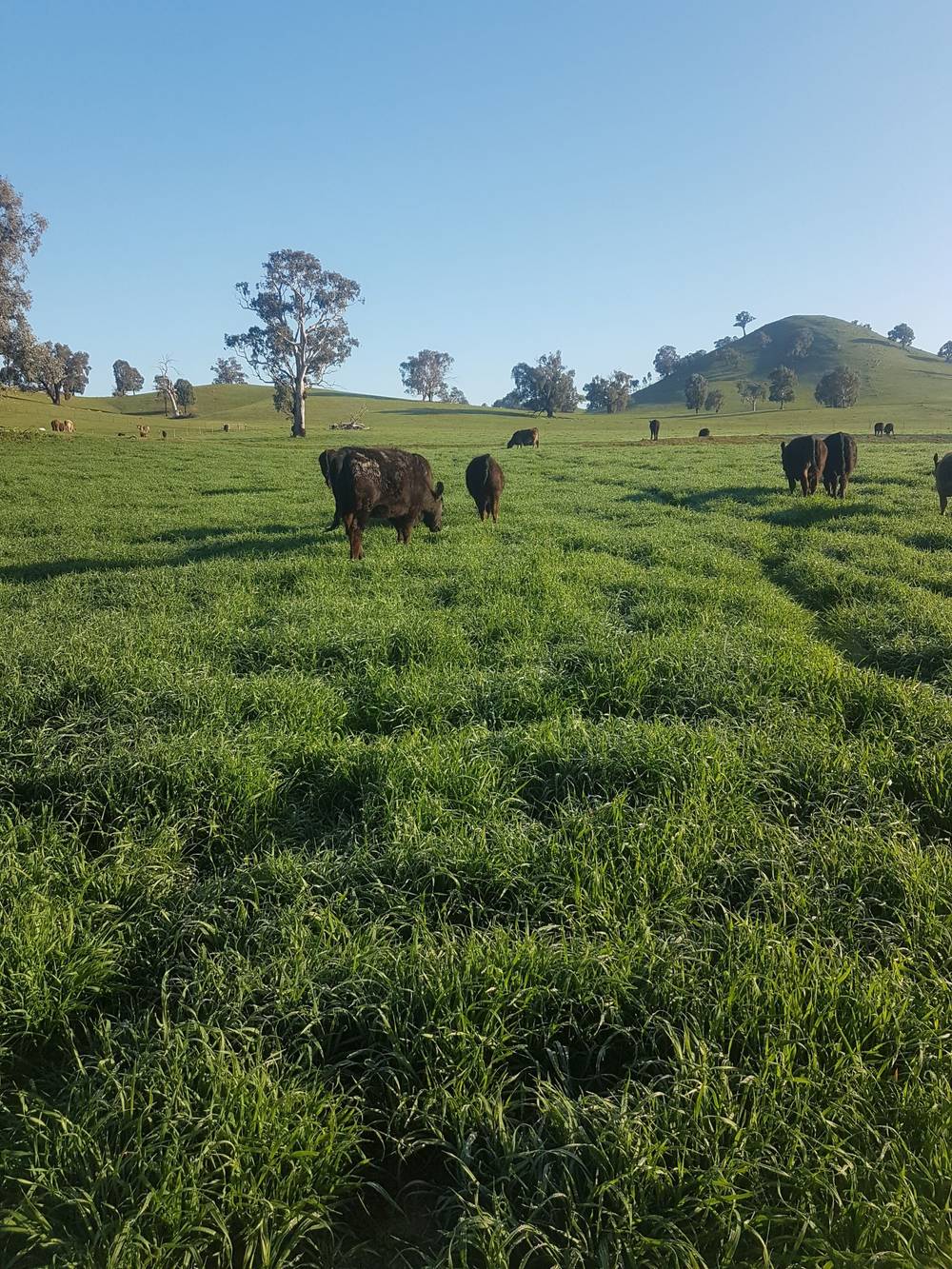 3924 Hume Highway, Tarcutta, NSW 2652