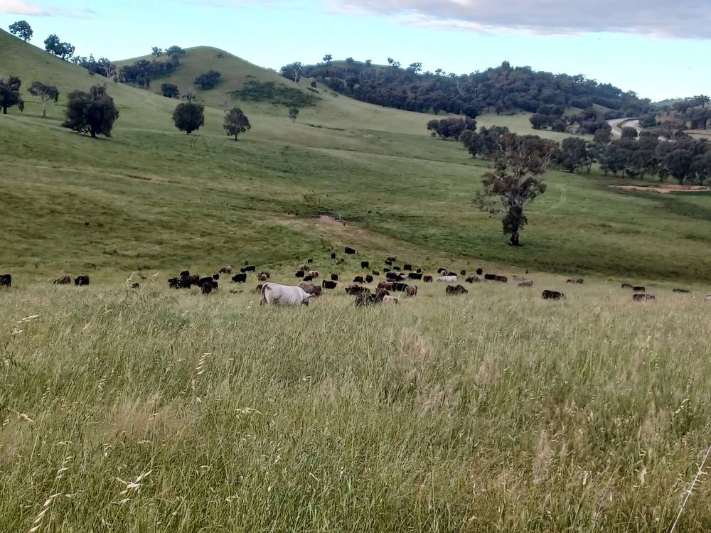 3924 Hume Highway, Tarcutta, NSW 2652