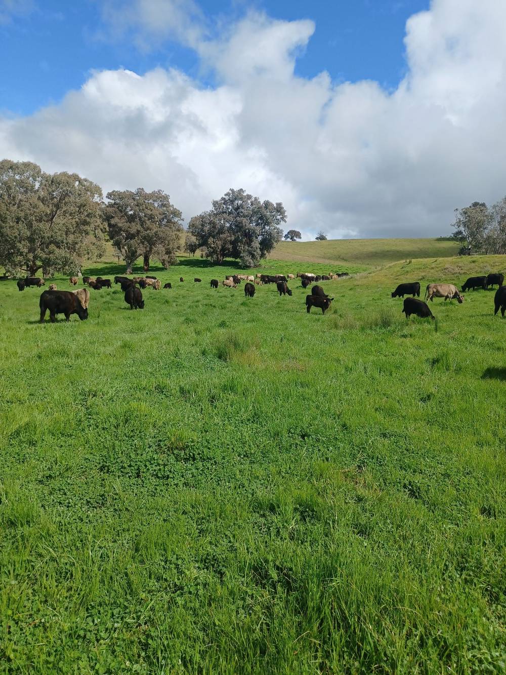 3924 Hume Highway, Tarcutta, NSW 2652