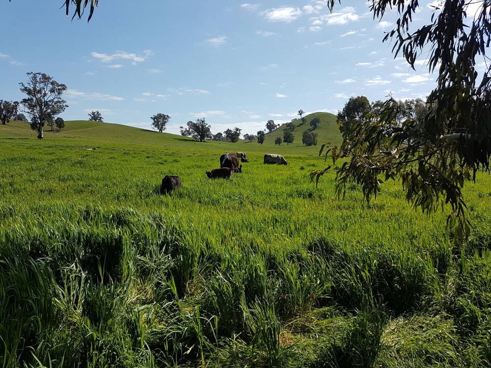 3924 Hume Highway, Tarcutta, NSW 2652