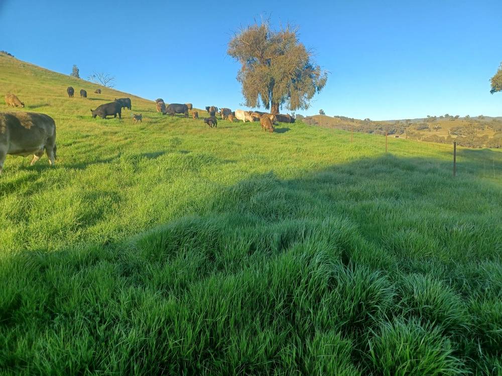 3924 Hume Highway, Tarcutta, NSW 2652