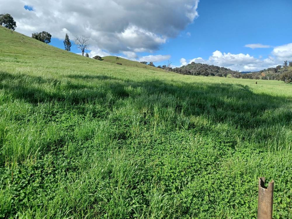3924 Hume Highway, Tarcutta, NSW 2652