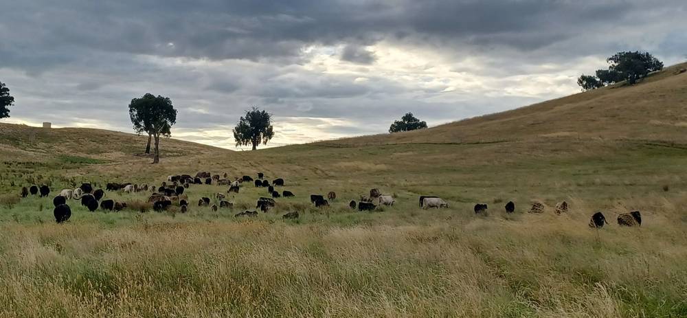 3924 Hume Highway, Tarcutta, NSW 2652