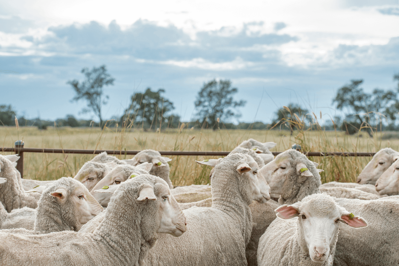 390 THARA Road, COONAMBLE, NSW 2829