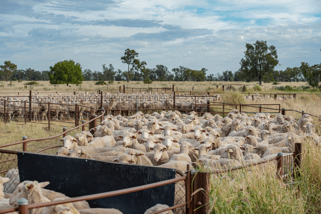 390 THARA Road, COONAMBLE, NSW 2829