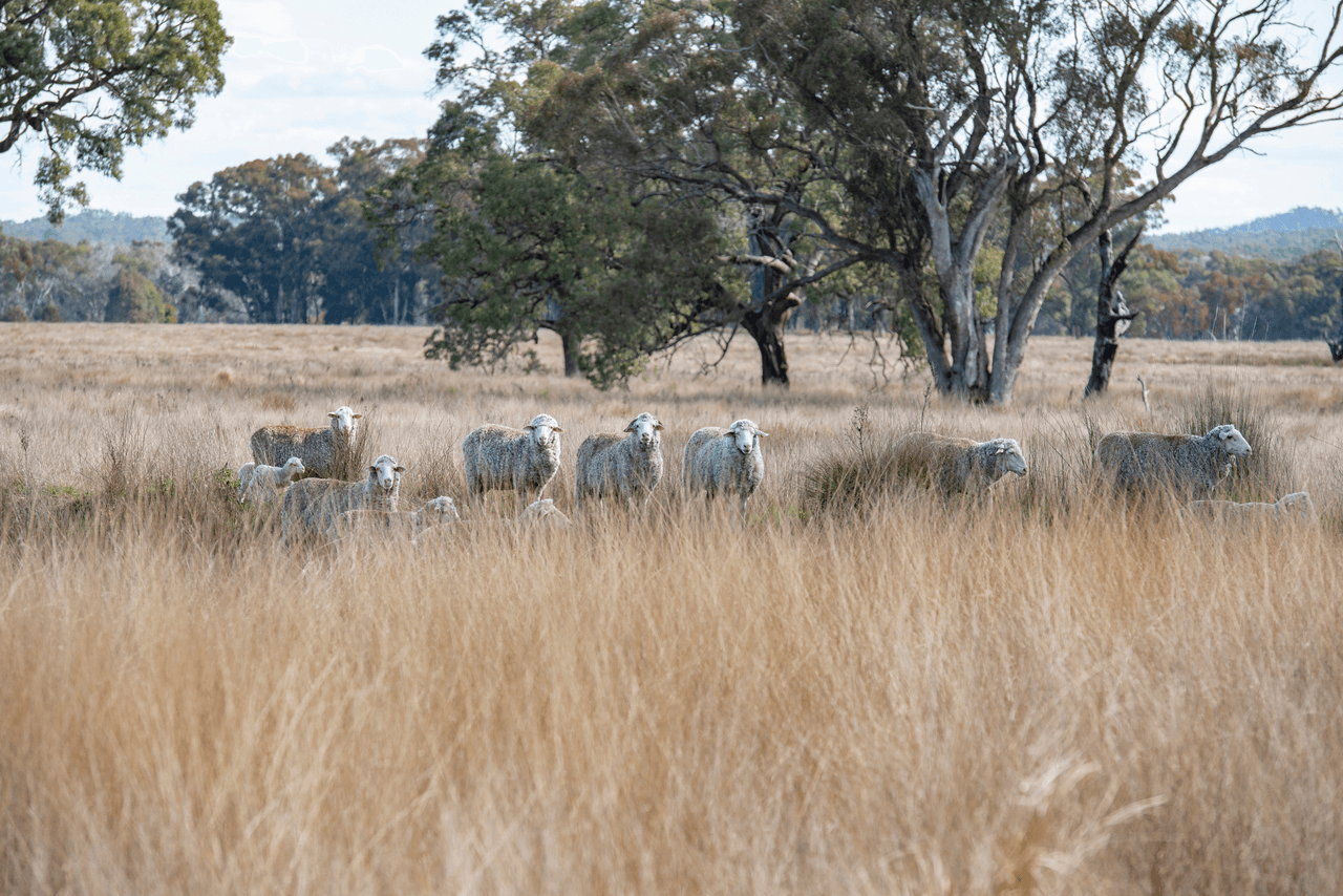 1896 Boxridge Road, PURLEWAUGH, NSW 2357