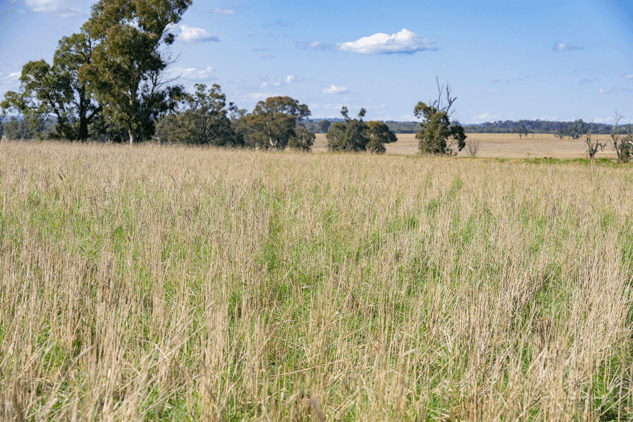 1896 Boxridge Road, PURLEWAUGH, NSW 2357