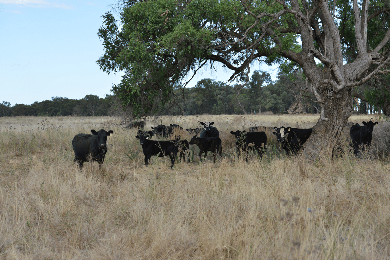 1896 Boxridge Road, PURLEWAUGH, NSW 2357