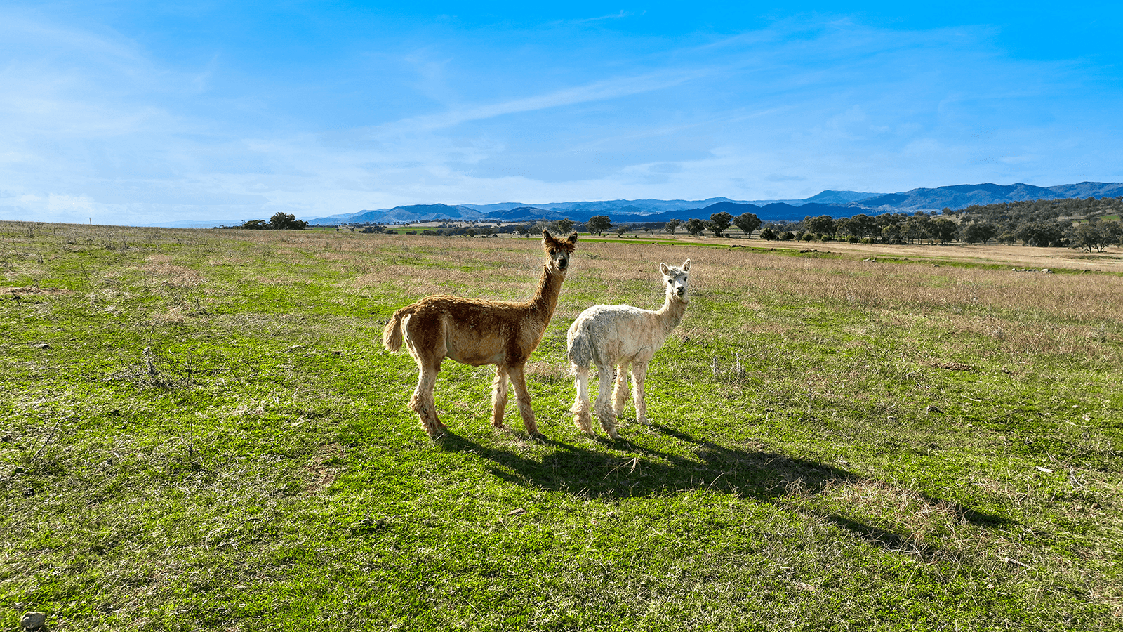 1193 Marsden Park Road, TAMWORTH, NSW 2340