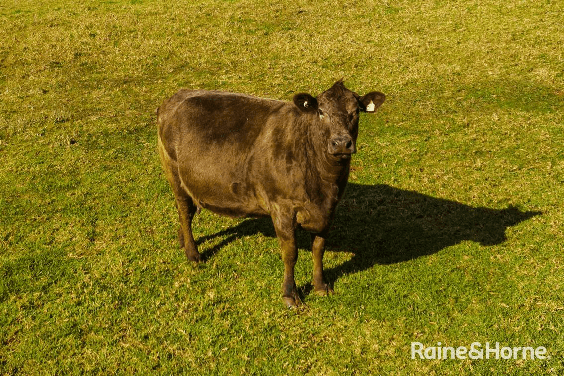 4116 Illawarra Highway, ROBERTSON, NSW 2577