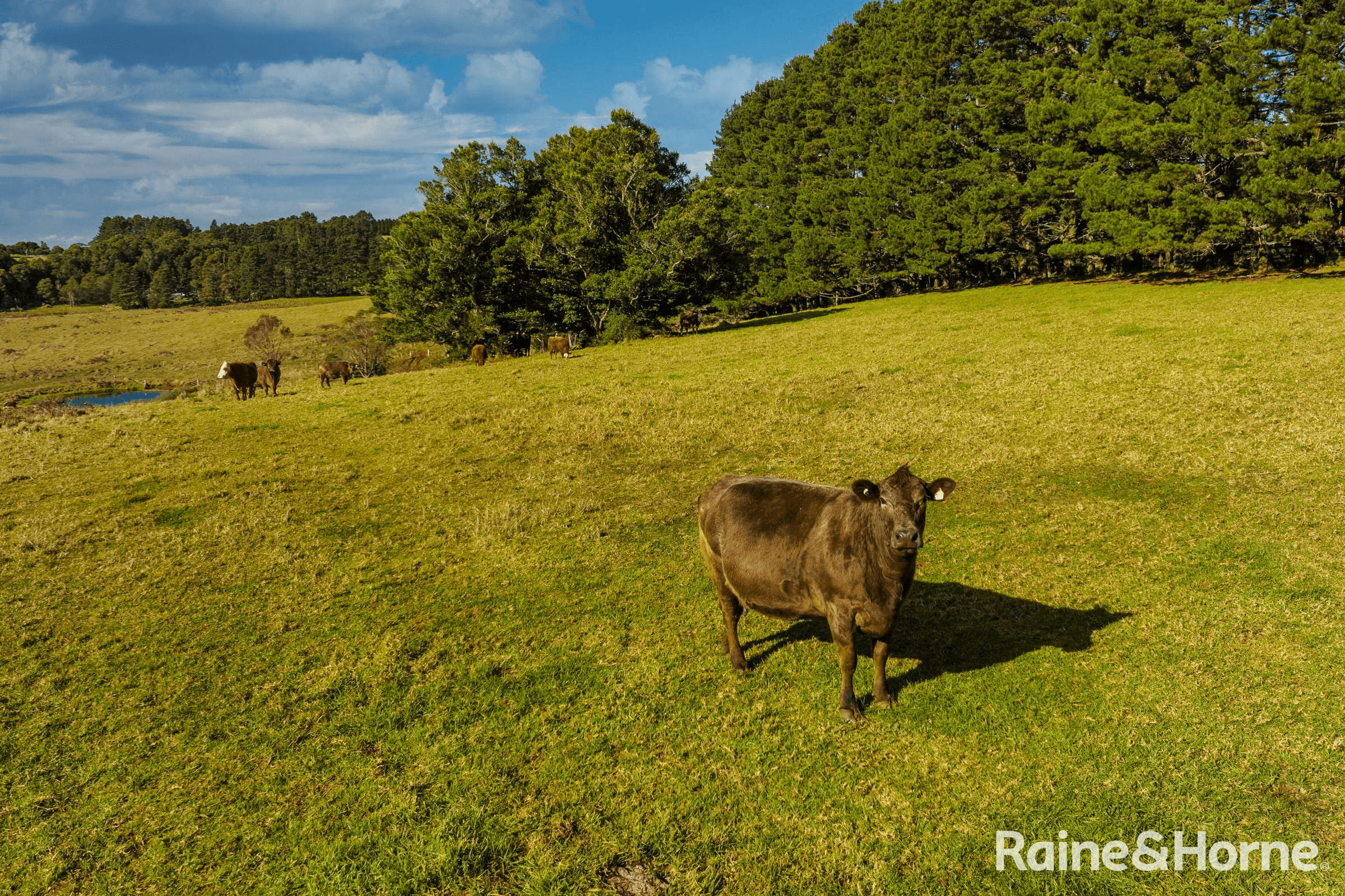 4116 Illawarra Highway, ROBERTSON, NSW 2577