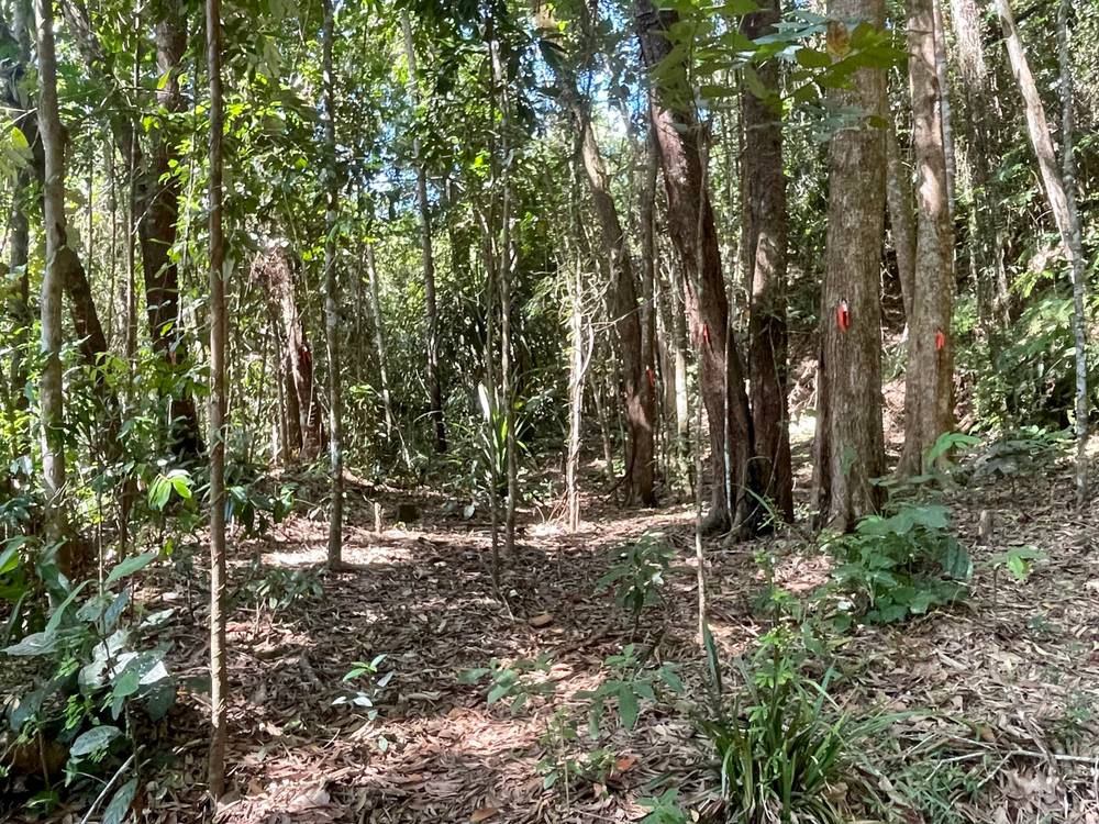 6 Dean Road, Bamboo, MOSSMAN, QLD 4873