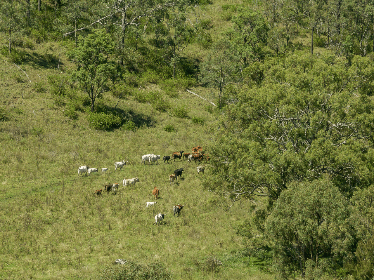 "Don-Toria Downs" Schultz Road, COALBANK, QLD 4352