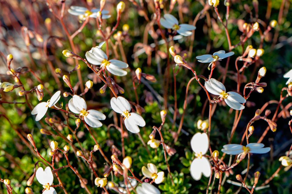 42 Orchid Road, Hopetoun, WA 6348