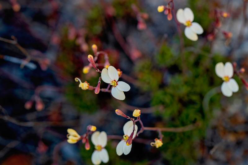 42 Orchid Road, Hopetoun, WA 6348