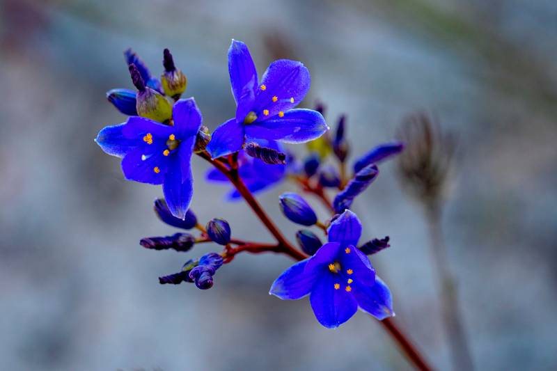 42 Orchid Road, Hopetoun, WA 6348