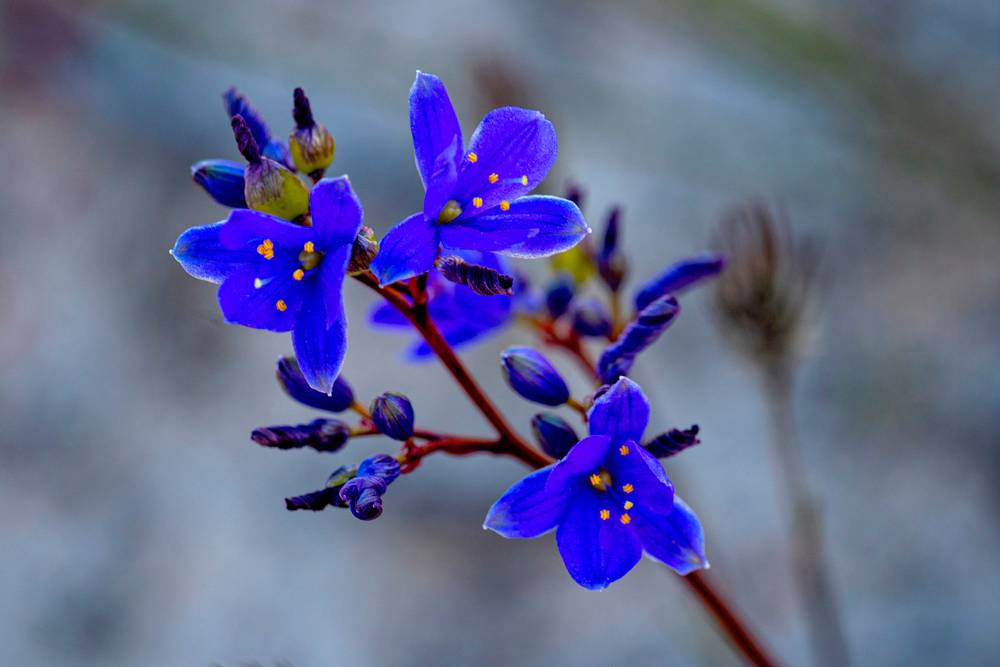 42 Orchid Road, Hopetoun, WA 6348