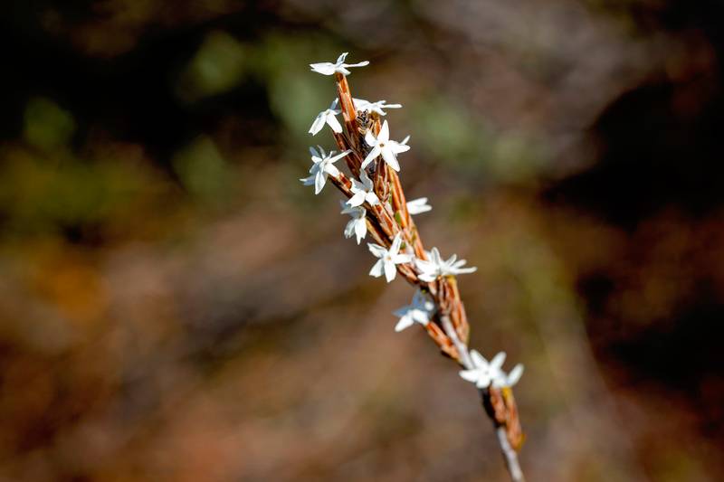 42 Orchid Road, Hopetoun, WA 6348