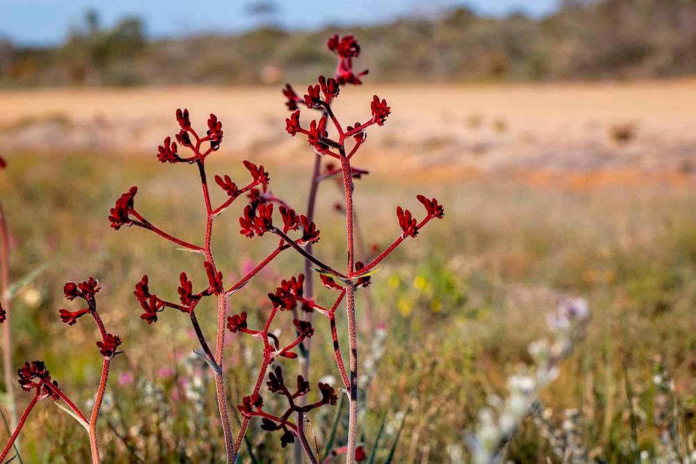 42 Orchid Road, Hopetoun, WA 6348