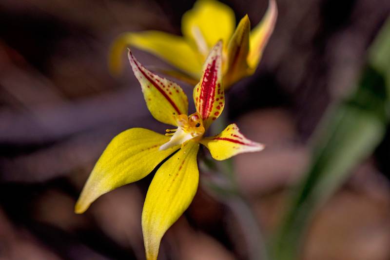 42 Orchid Road, Hopetoun, WA 6348