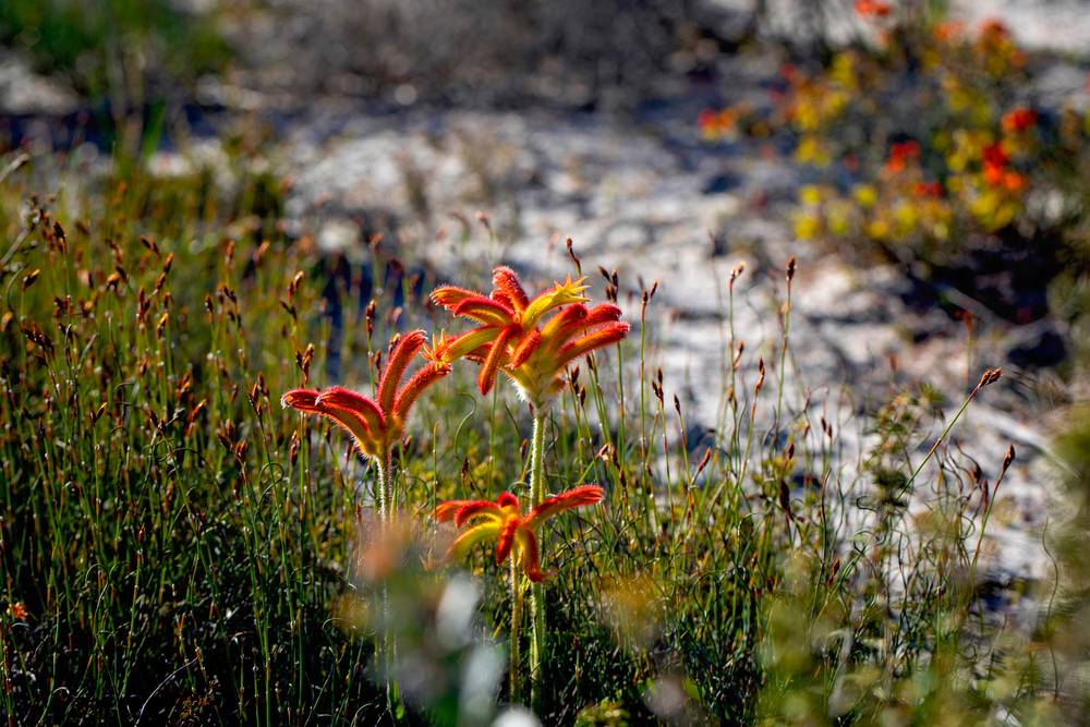 42 Orchid Road, Hopetoun, WA 6348