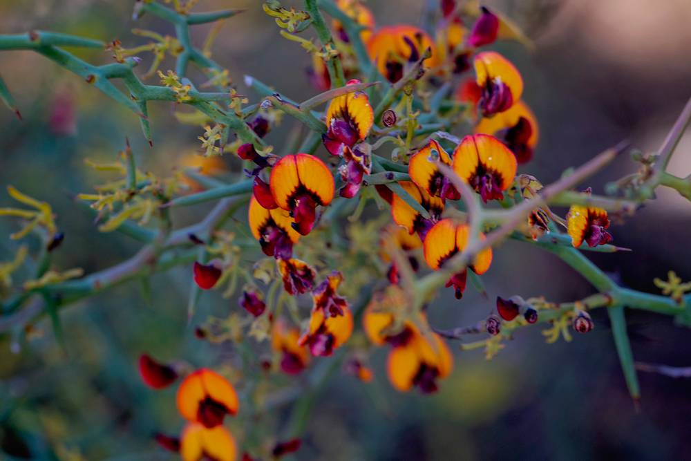 42 Orchid Road, Hopetoun, WA 6348