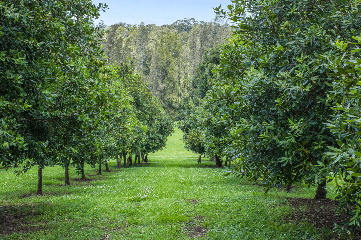 487 South Bank Road, TAMBAN, NSW 2441