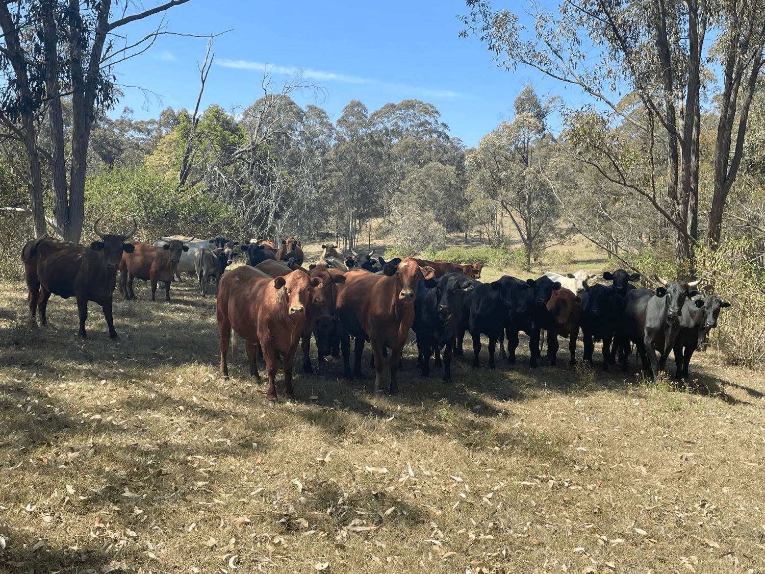 Bulmers Road, HOGARTH RANGE, NSW 2469