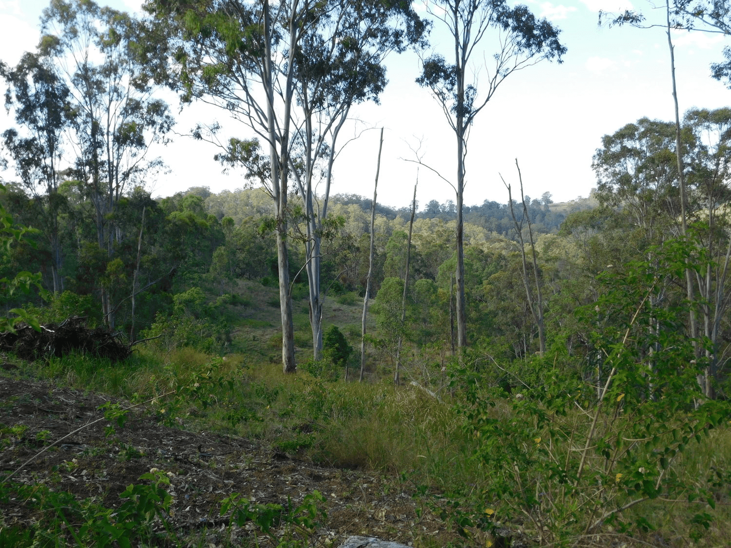 Bulmers Road, HOGARTH RANGE, NSW 2469