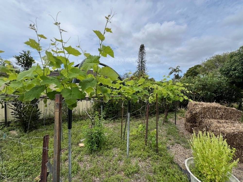 41 Jacaranda Avenue, TWEED HEADS WEST, NSW 2485