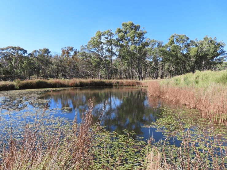 487 Bents Road, BALLANDEAN, QLD 4382