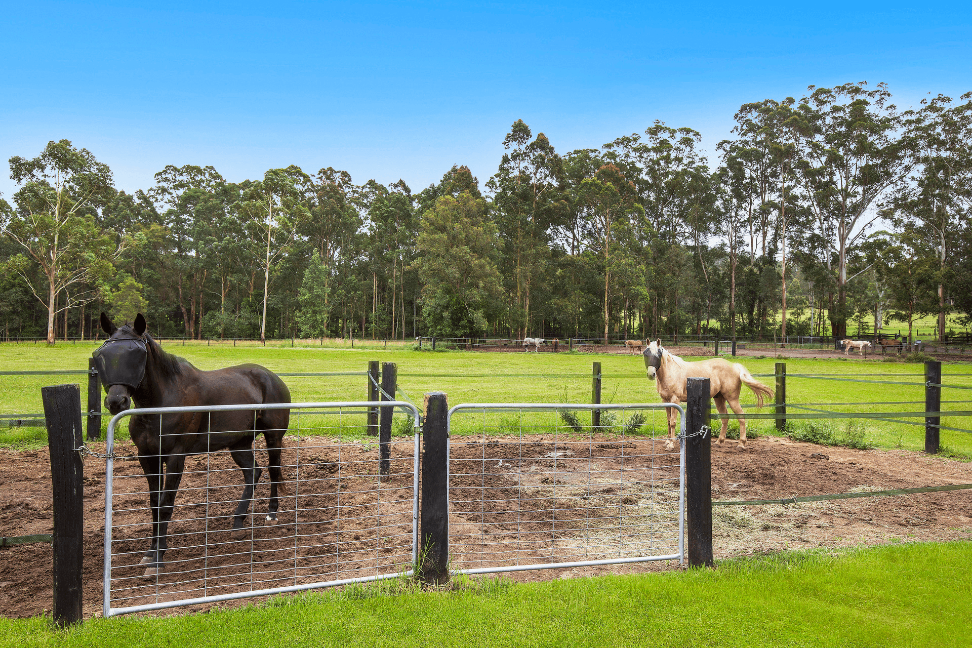 1313 Dooralong Road, Dooralong, NSW 2259