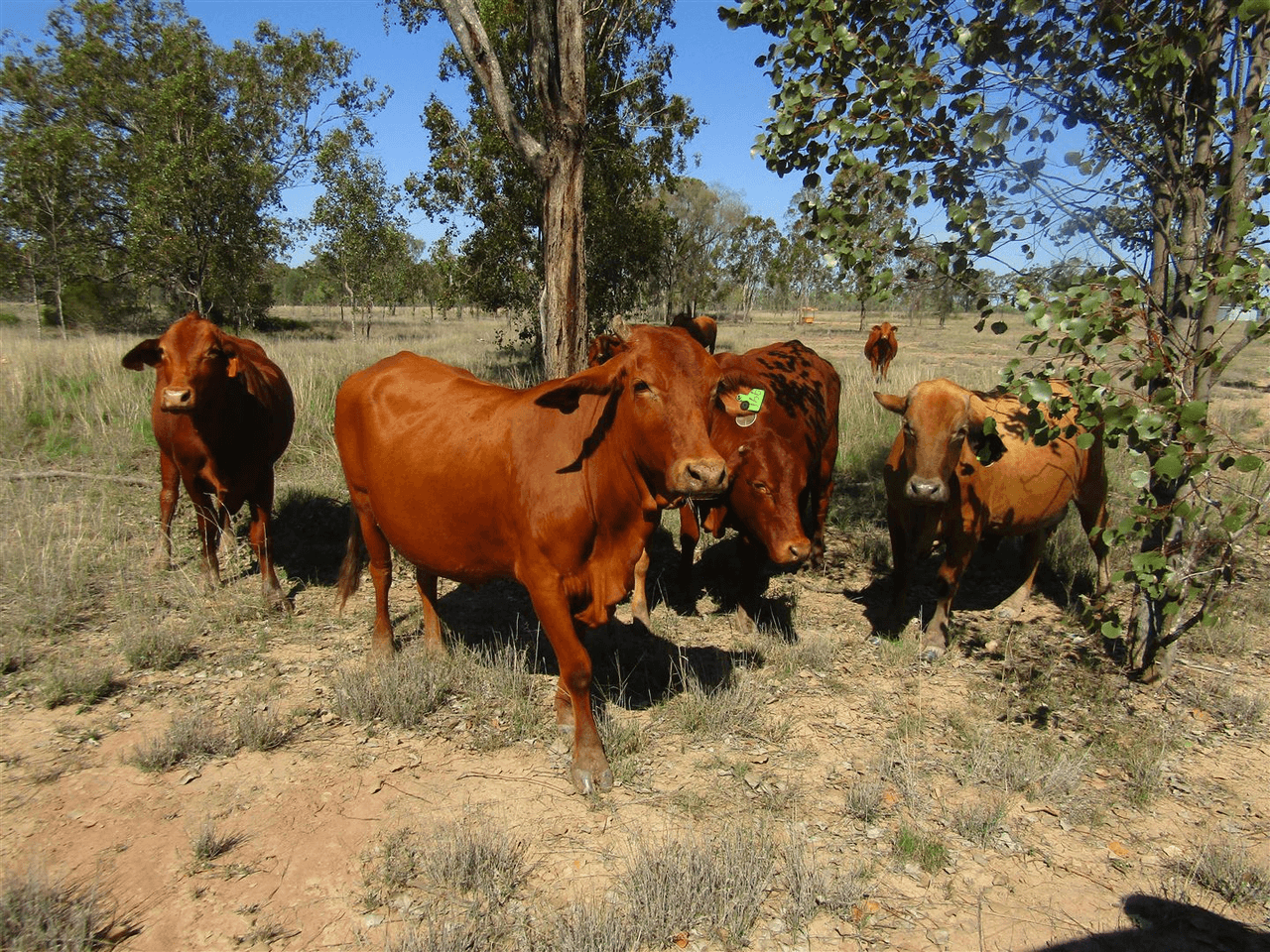 0 Parkes Road, Duaringa, QLD 4712