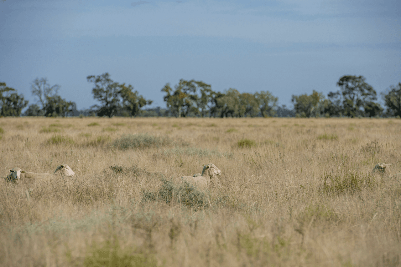 390 THARA Road, COONAMBLE, NSW 2829